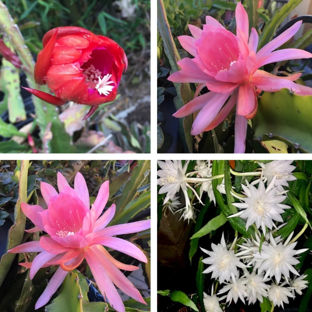 Amazing Orchid Cactus Plant.- Surprise Mixed of Vibrant Colors - Picture 11 of 12